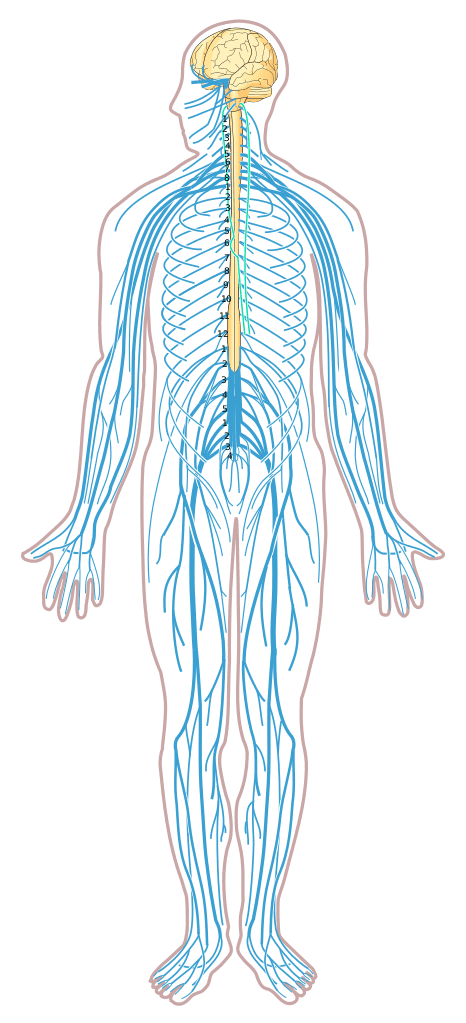 neuropathic pain_2 | VS Buzaev International MRgFUS Medical Treatment Centre how to treat pain
